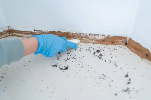 Best Exterminator Services  in Spring, TX